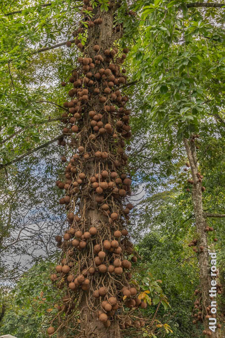 Der Kanonenkugel Baum im Peradeniya Botanical Garden ist am Stamm über und über mit kugelähnlichen Früchten behängt.