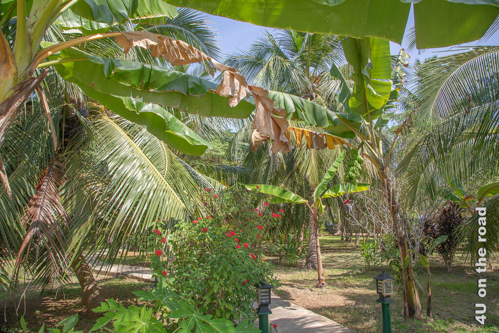 Im Garten des Coconut Garden Hotels wachsen Bananen, Palmen und viele Blumen.