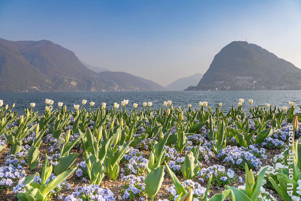 Die symmetrischen Blumenbeete mit weissen Tulpen und blauen Hornveilchen vor der Kulisse des Luganersees - Parco Ciani Lugano