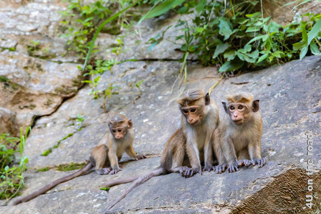 Drei Affenkinder beobachten interessiert das Geschehen unterhalb des Felsens am Parkplatz der Ravana Falls bei Ella.