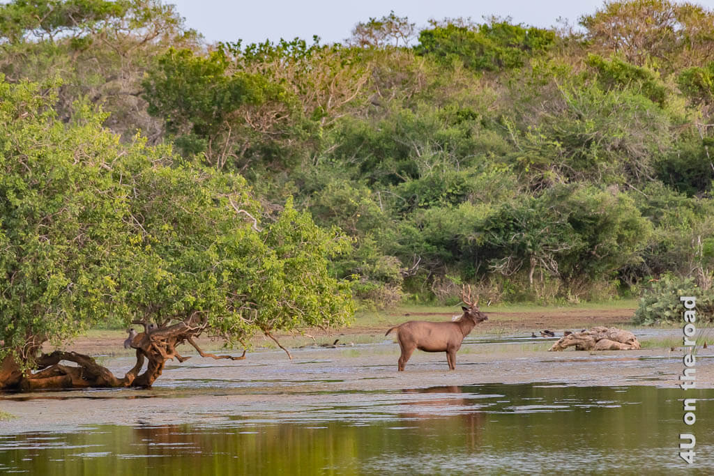 Ein mächtiger Sambar Hirsch steht im Wasser - Yala Nationalpark Safari