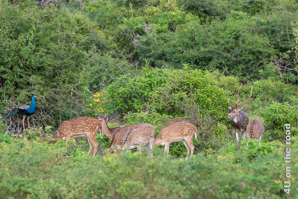 Ein Axis Hirsch Rudel mit Pfau - Yala Nationalpark Safari