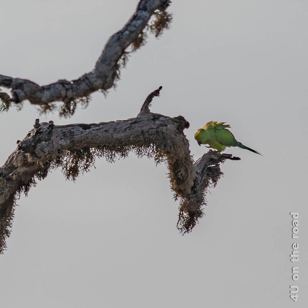 Kleiner grüner Papagei - Safari im Yala Nationalpark